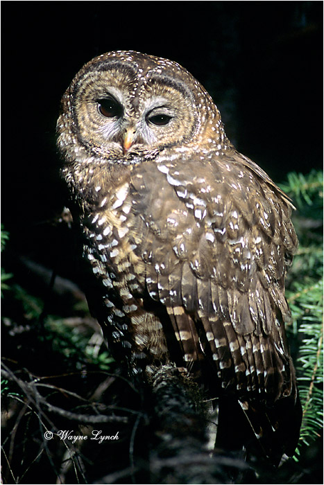 Northern Spotted Owl 102 by Dr. Wayne Lynch &copy;